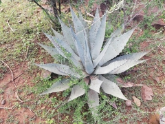 Agave durangensis