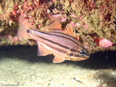 Ostorhinchus limenus