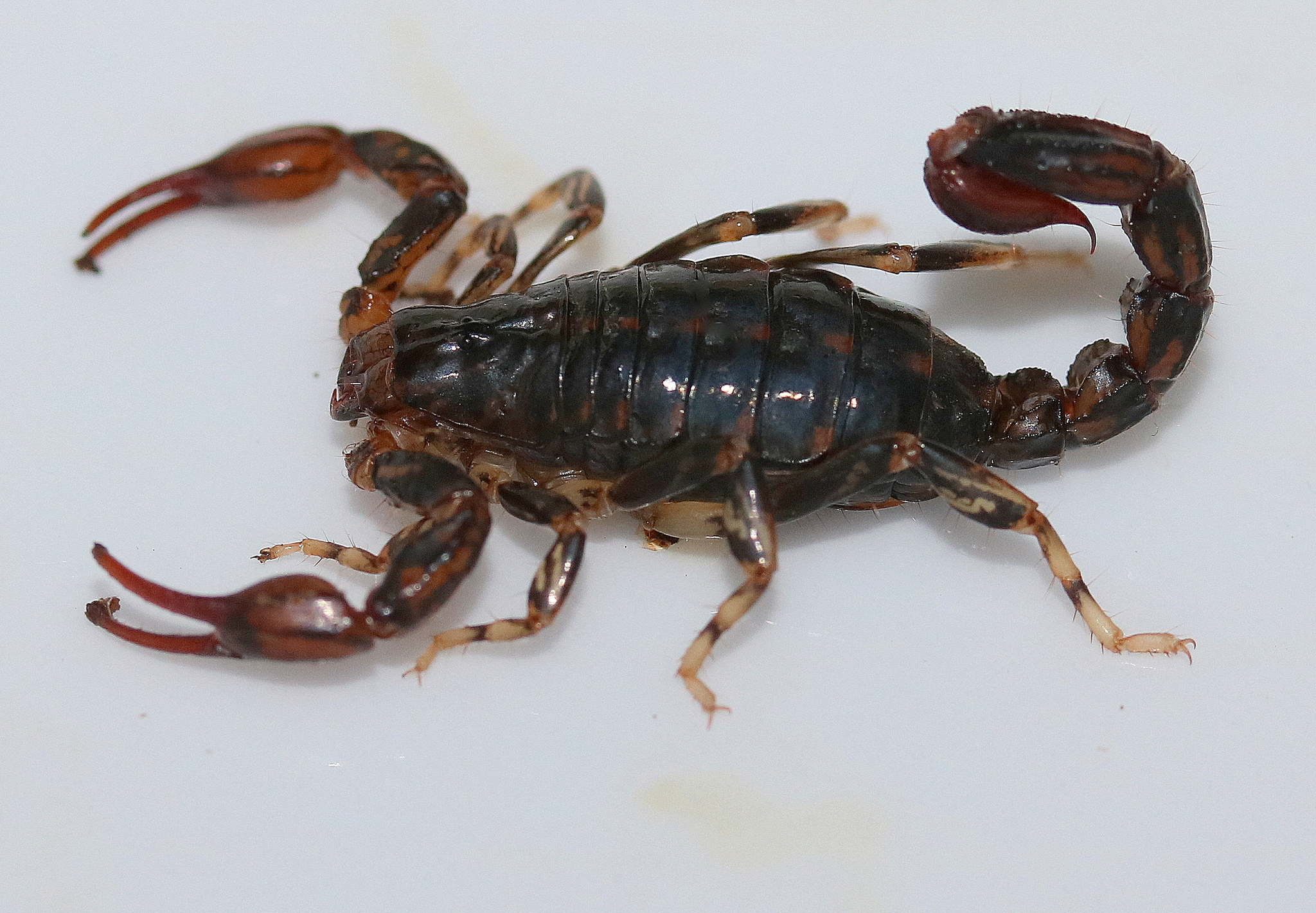 Forest Scorpion (Cercophonius squama) · iNaturalist