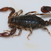 Forest Scorpion - Photo (c) trevorpescott, some rights reserved (CC BY-NC)