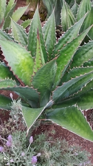 Agave cupreata