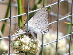 Satyrium sylvinus desertorum