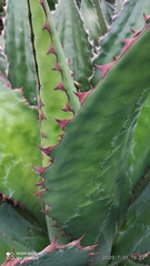 Agave cupreata