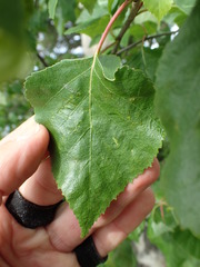 Betula neoalaskana