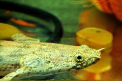 Saddled Bichir photo 2