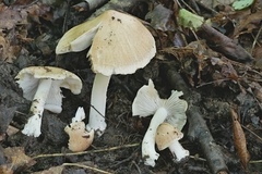 Inocybe fibrosoides