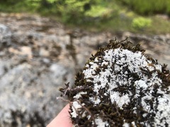Lepraria subalbicans