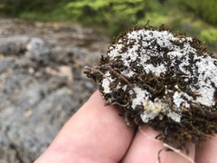 Lepraria subalbicans