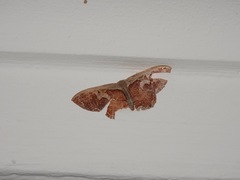 Zythos turbata