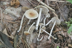 Pseudosperma friabile