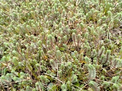 Pimelea carnosa