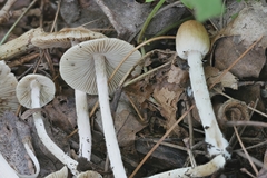 Pseudosperma friabile