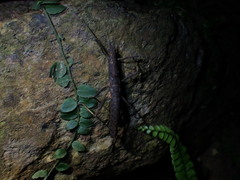 Neohirasea hongkongensis