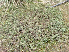 Pimelea carnosa