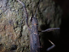 Neohirasea hongkongensis