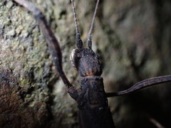 Neohirasea hongkongensis