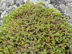 Pimelea carnosa