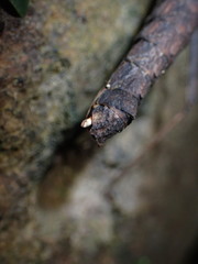 Neohirasea hongkongensis