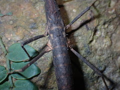 Neohirasea hongkongensis
