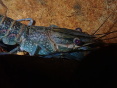 Cherax quadricarinatus