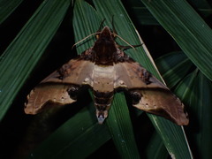 Amplypterus panopus