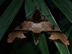 Amplypterus panopus