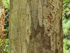 Phascolarctos cinereus