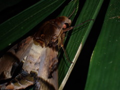 Amplypterus panopus
