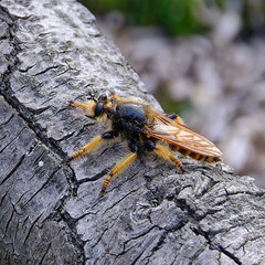 Pogonosoma maroccanum