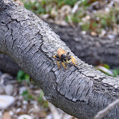 Pogonosoma maroccanum