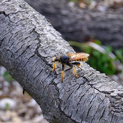Pogonosoma maroccanum