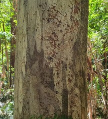 Phascolarctos cinereus