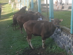 Bos javanicus domesticus