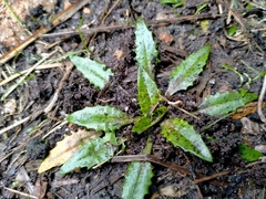 Plantago triandra