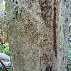 Phascolarctos cinereus