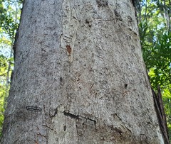 Phascolarctos cinereus