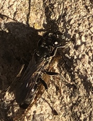 Lyroda