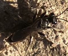 Lyroda
