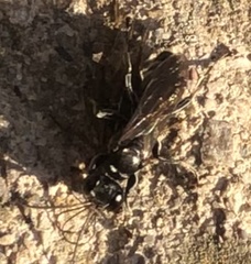 Lyroda