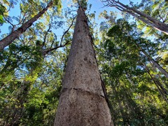 Phascolarctos cinereus