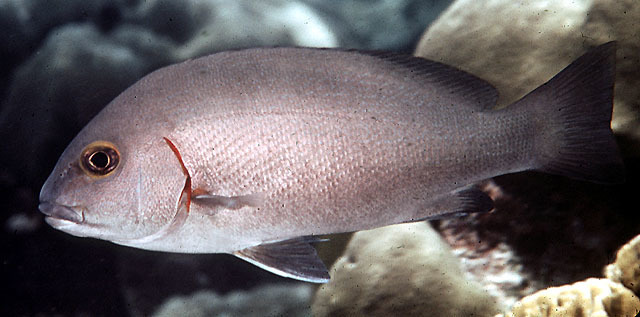Minstrel Sweetlips