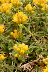 Chrysothamnus viscidiflorus viscidiflorus