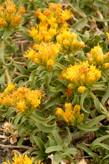 Chrysothamnus viscidiflorus viscidiflorus