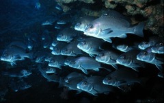 Minstrel Sweetlips photo 2