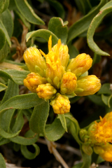 Chrysothamnus viscidiflorus viscidiflorus