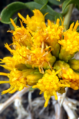 Chrysothamnus viscidiflorus viscidiflorus