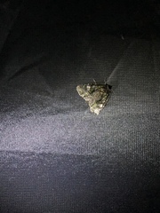 Phosphila miselioides