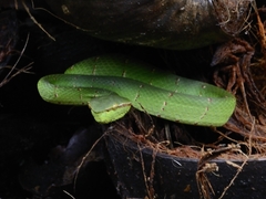 Tropidolaemus subannulatus