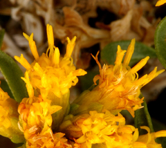 Chrysothamnus viscidiflorus viscidiflorus