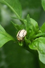 Leptinotarsa defecta